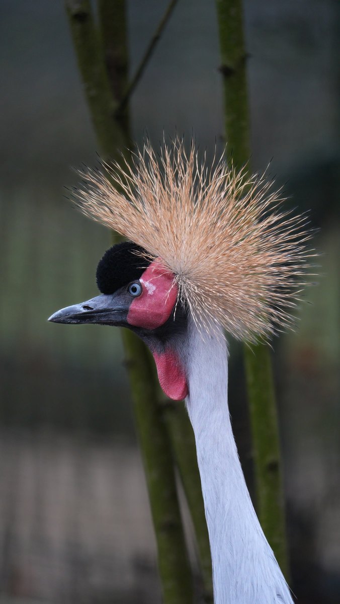 The same crane after the two masks: the bird a little brighter, the bamboo and the background a stop darker