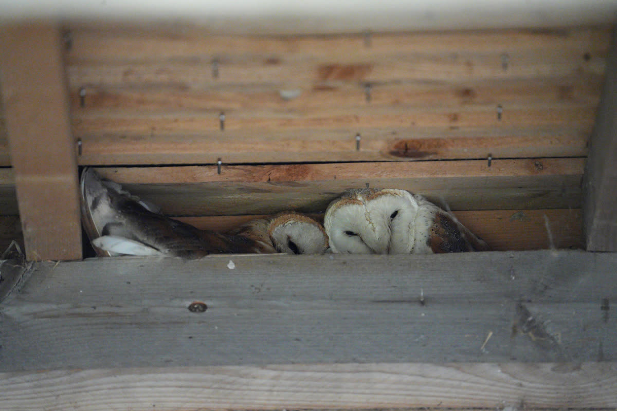 The author’s photograph of barn owls dozing under the boards of a roof: the second frame, rated three