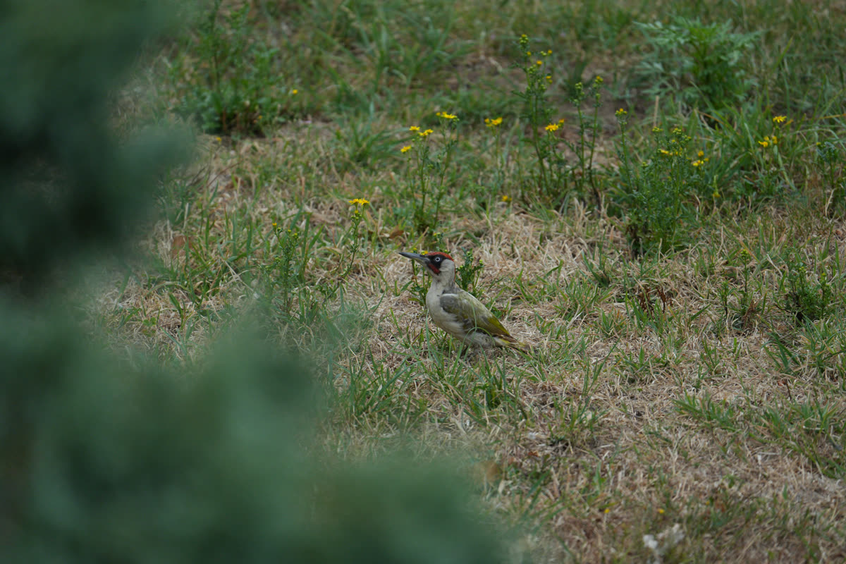 The author’s photograph of a green woodpecker, small in a meadow behind a blur of foliage: the first frame of the take, rejected