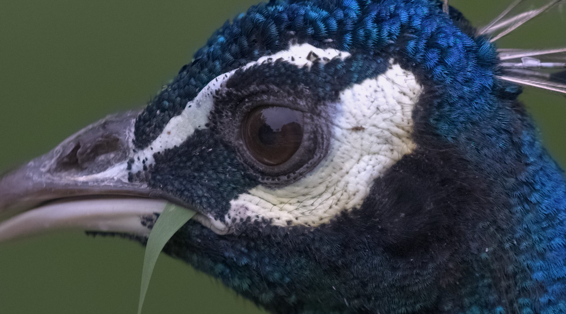 The peafowl’s head and neck at 100 %, as Raelux develops the RAW by default