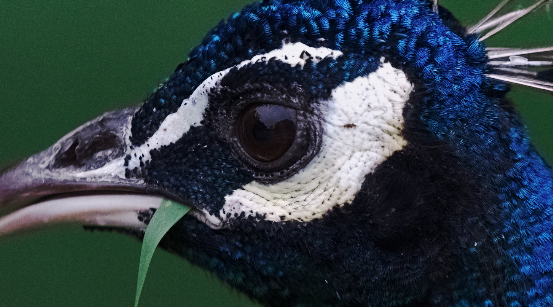 The same detail with the author’s settings: deeper blue, a darker background, finer feather texture